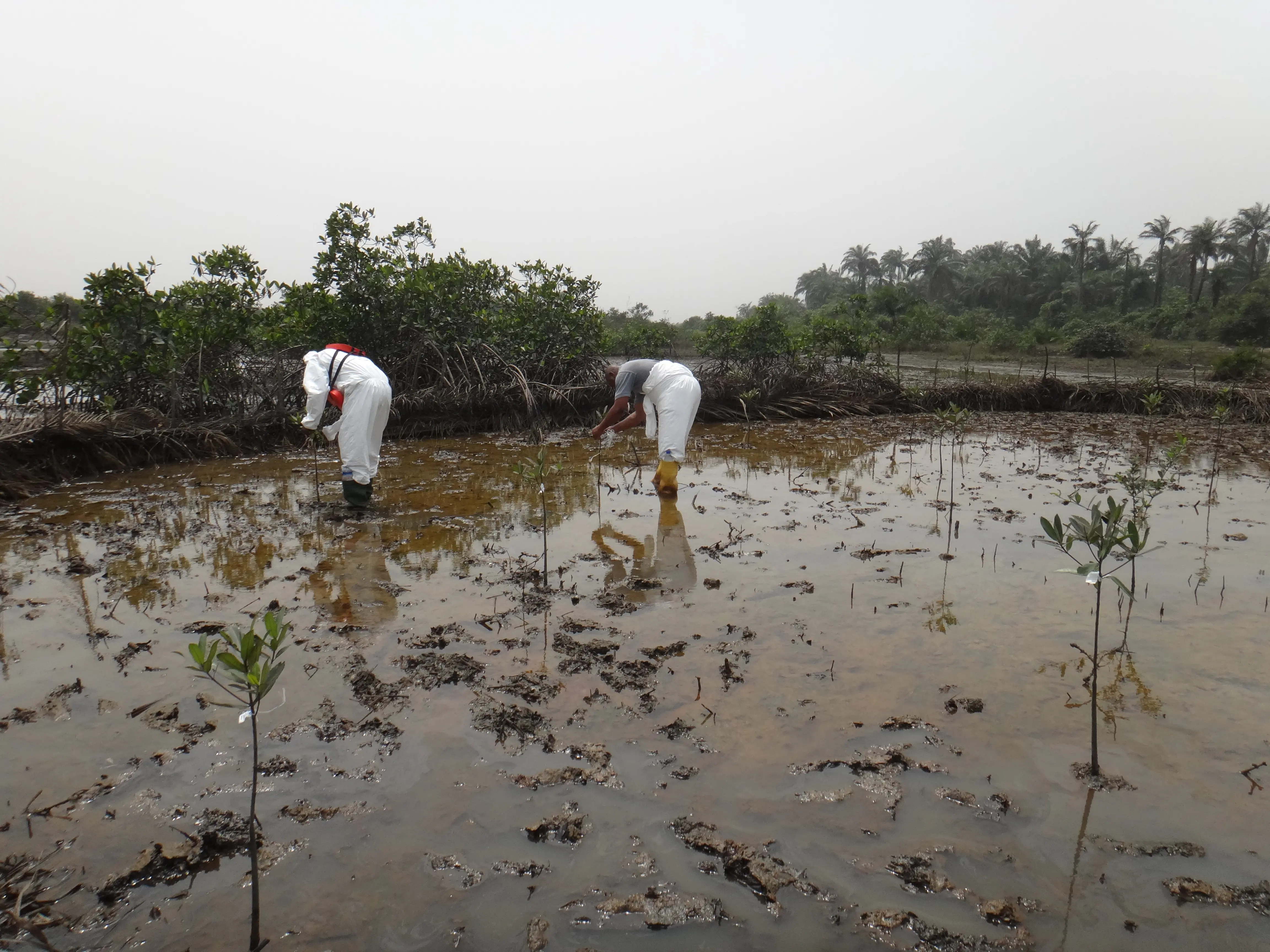 Environmental Studies and Consultancy Services